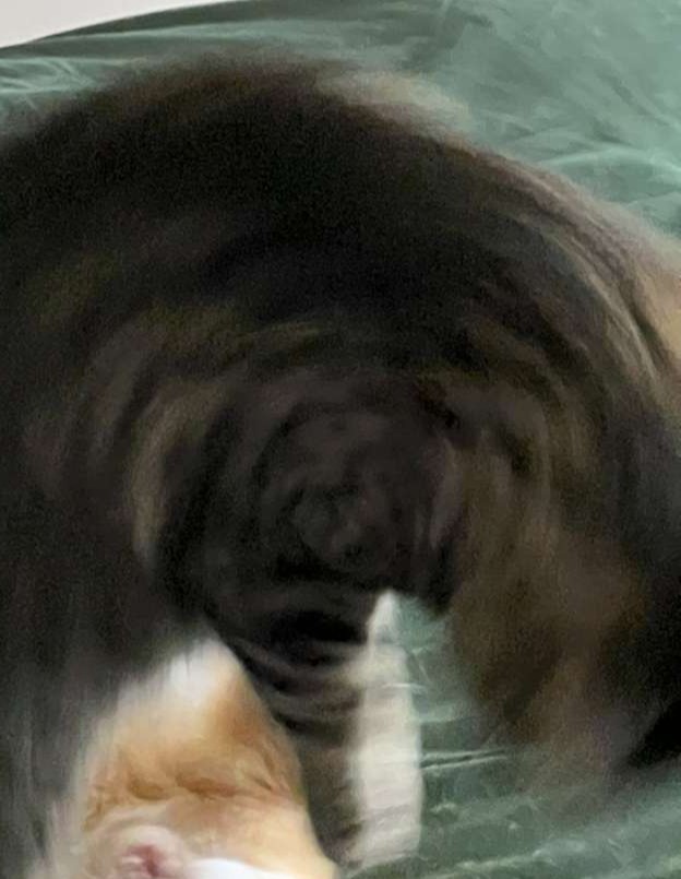 Chicken the cat