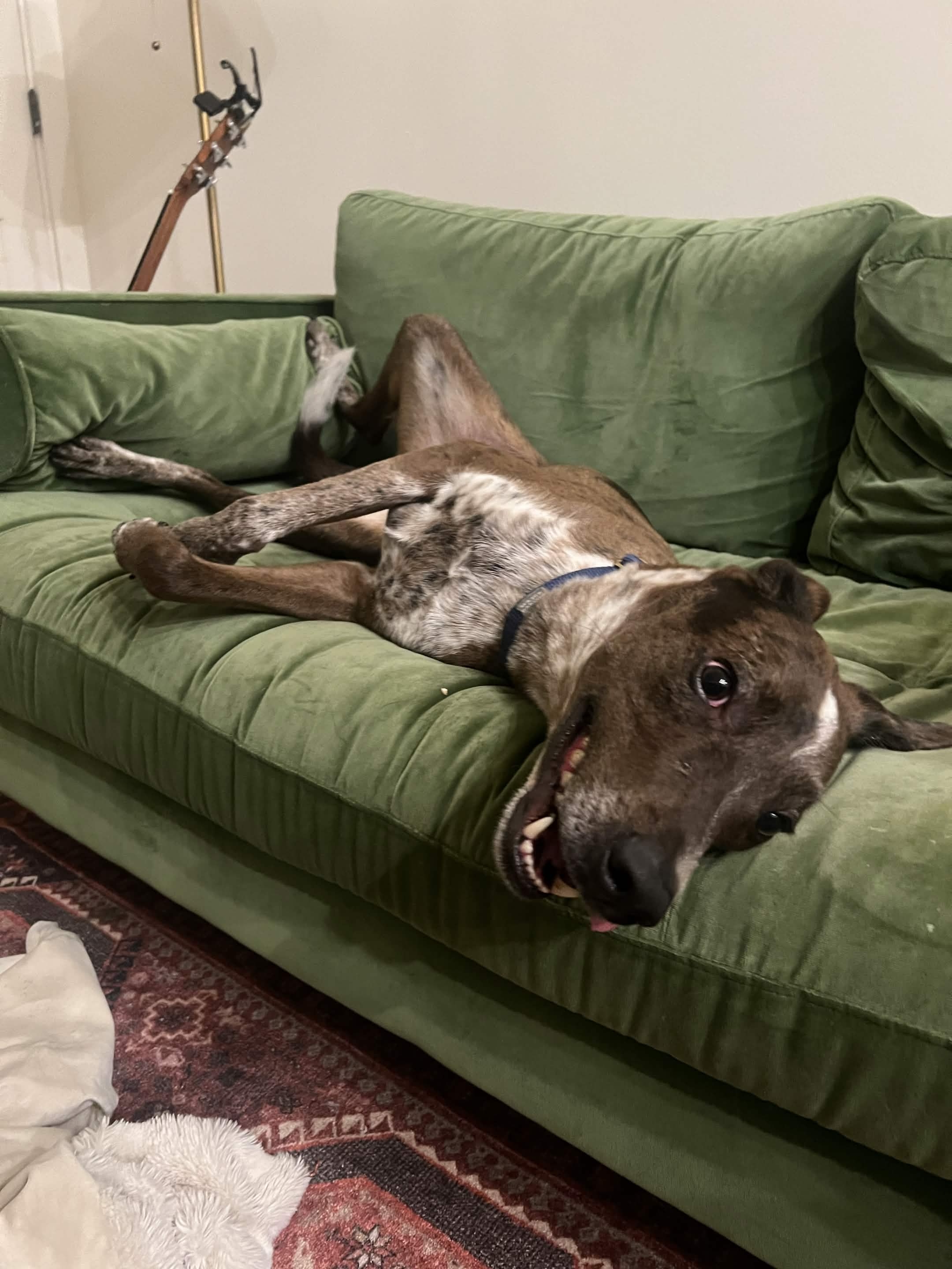 Ollie the dog