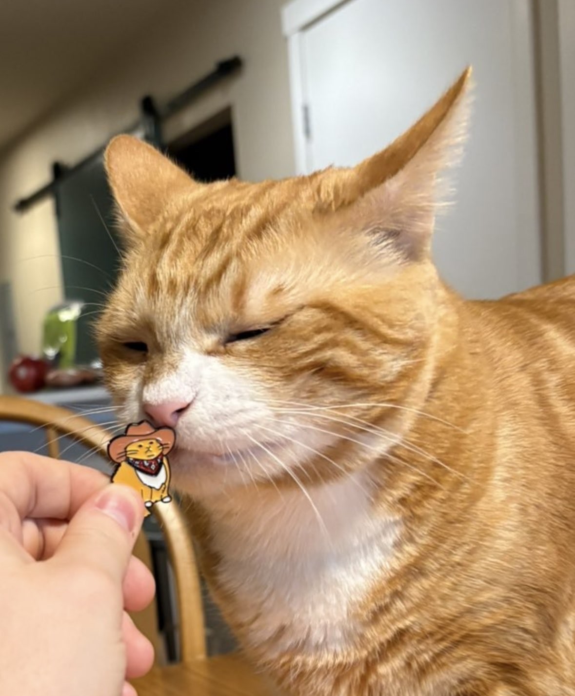 Cheese the cat