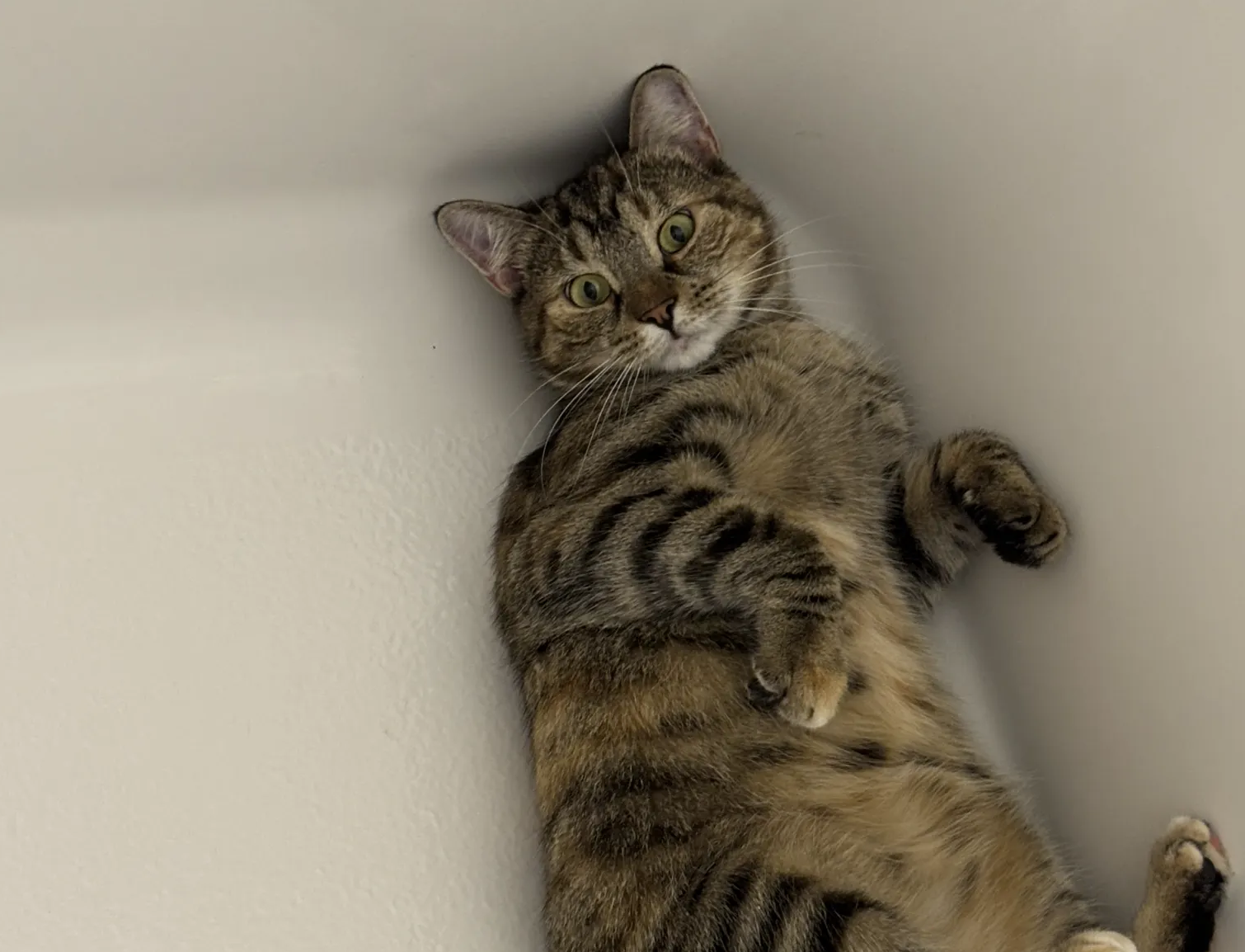 Ellie the cat