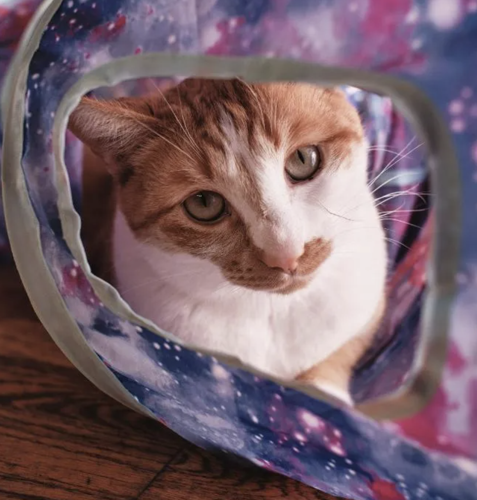 Cheese the cat