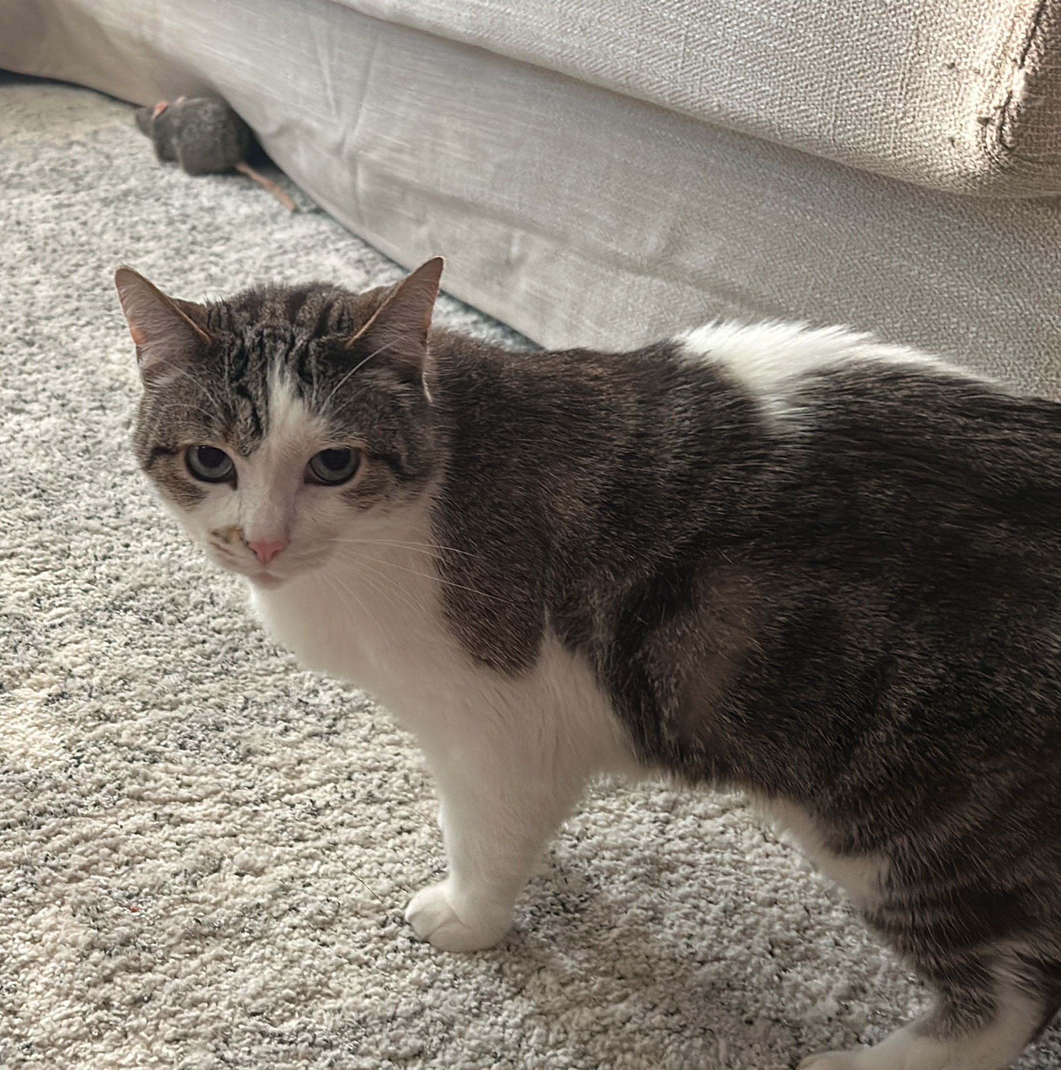 Richard the cat