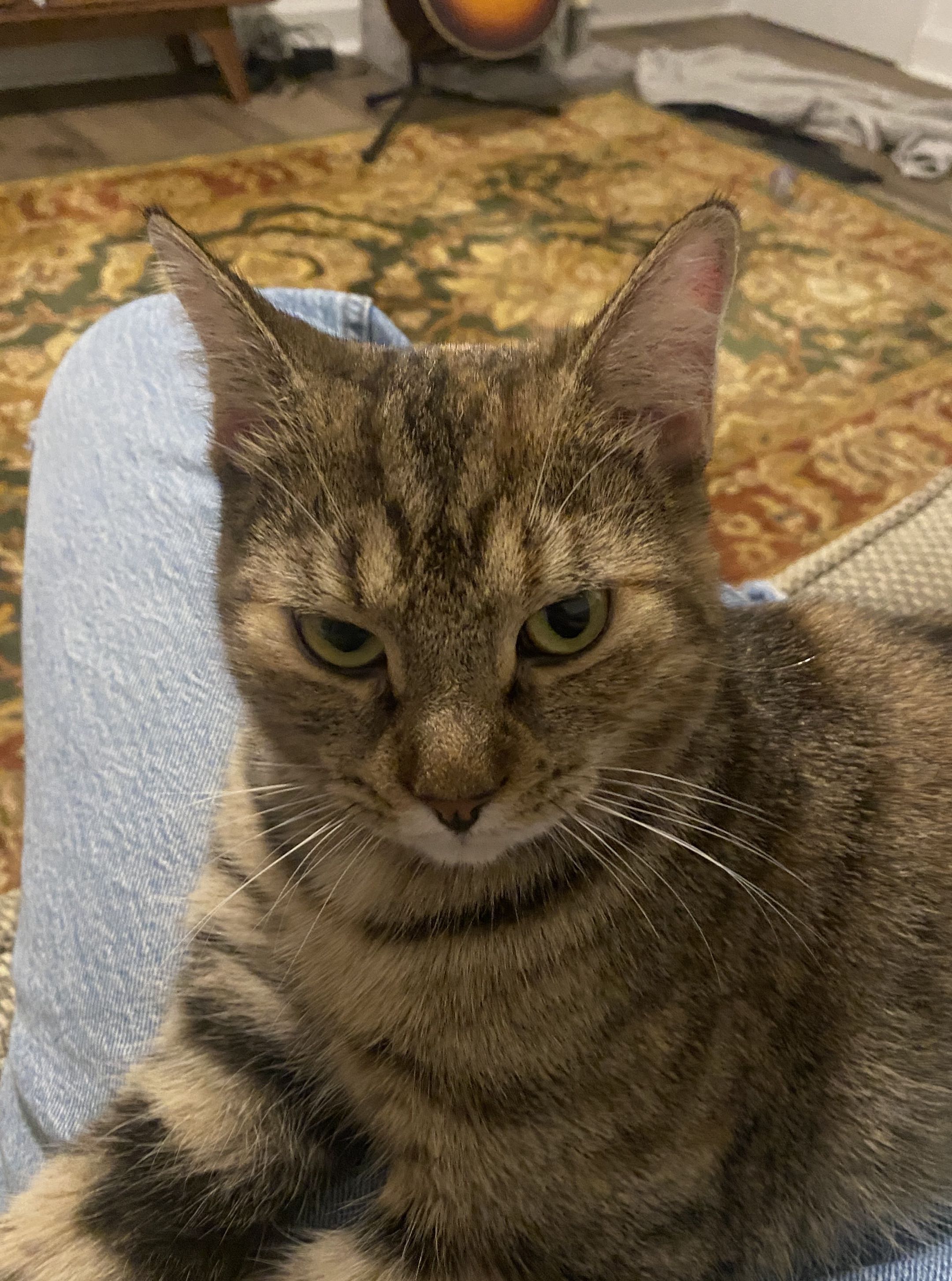 Ellie the cat