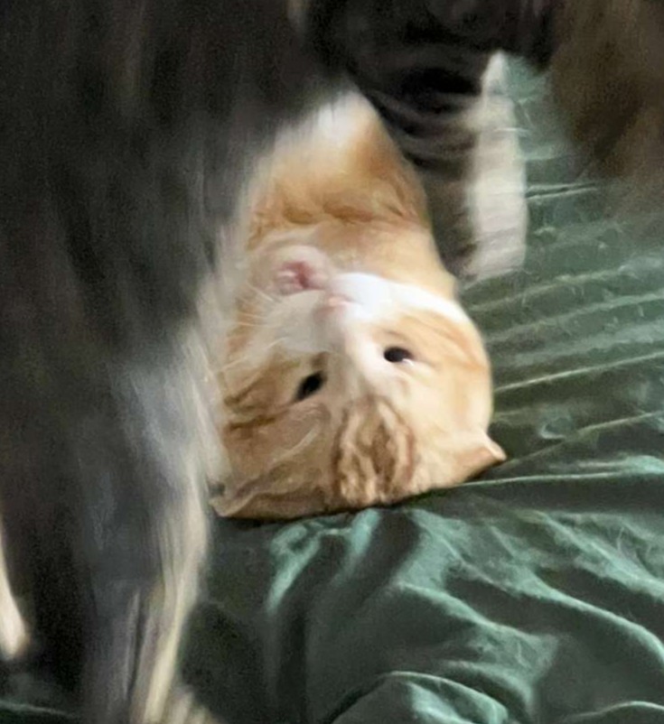 Cheese the cat