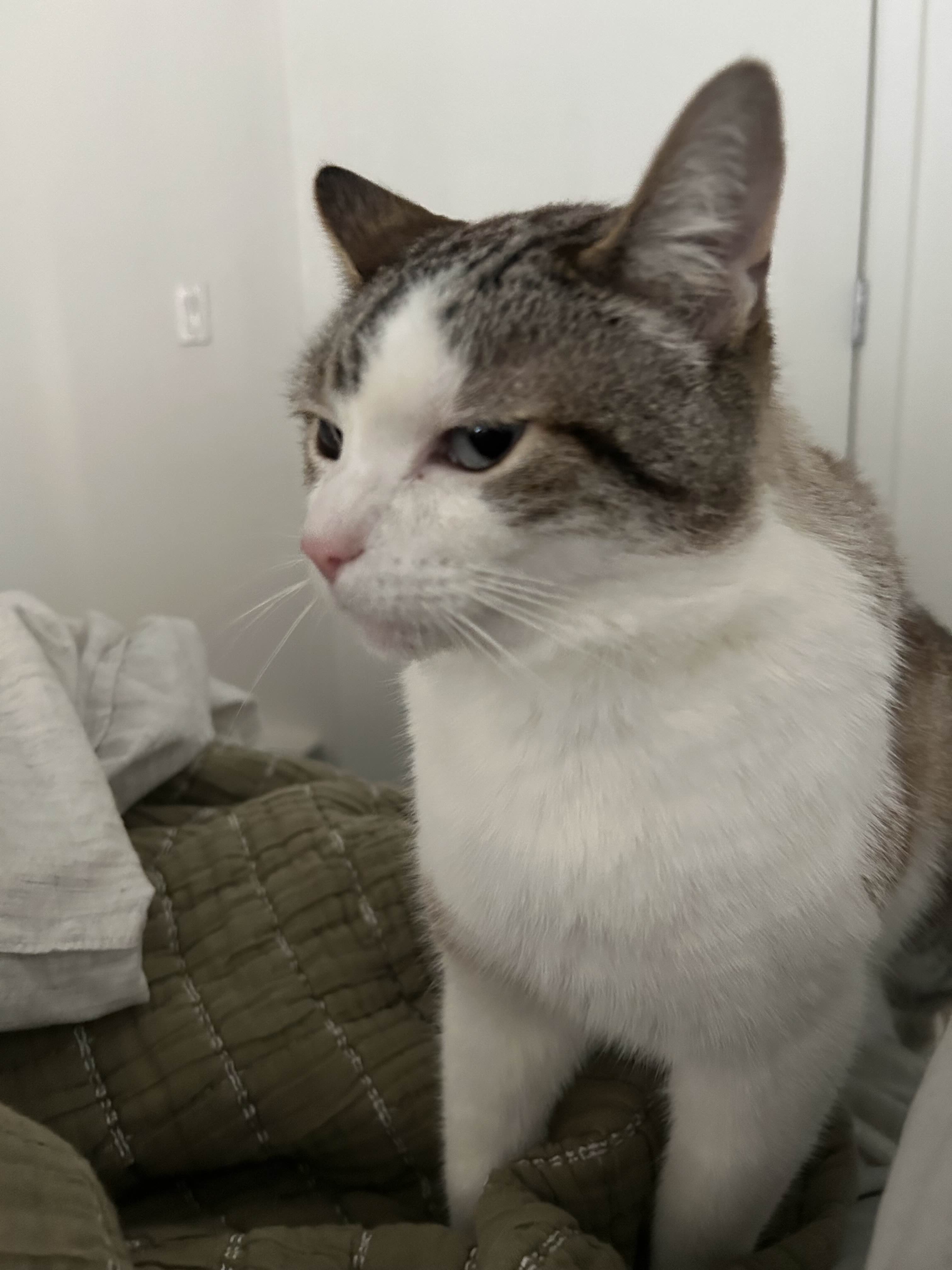 Richard the cat